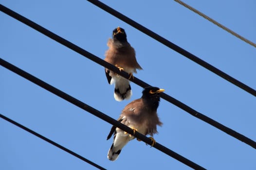 Birds on the line
