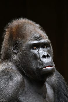 GorillaPortrait