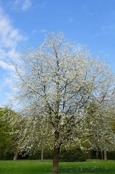 Tree in blossom dress