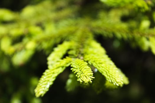 macro shoot of the green fir tree