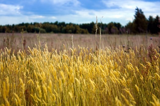 summer landscape with blue cloudy sky in background and yellow grass in foreground