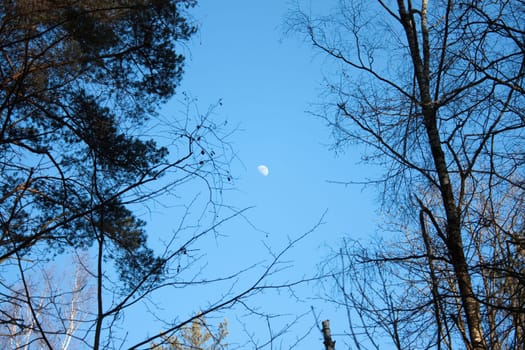 photo of the moon in the forest