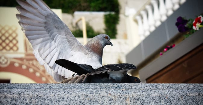 two pigeons having good fun sex time in summer