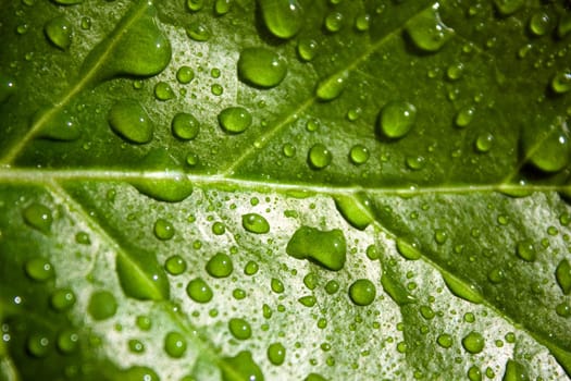 close up photo of the green leaf with water drops