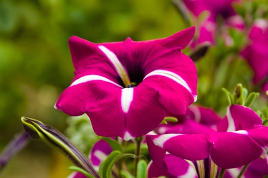 close up photo of the beautiful and colorful wild flower