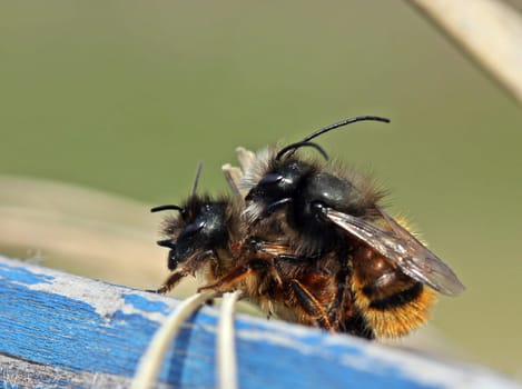 Horned mason bees mating