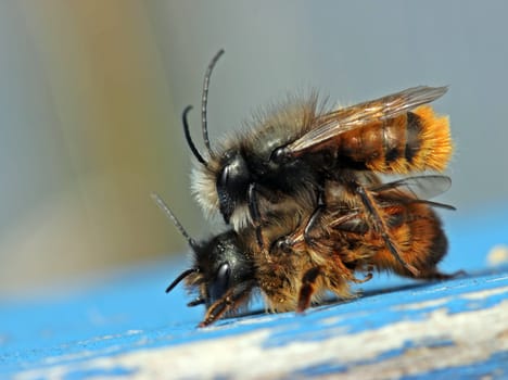 Horned mason bees mating