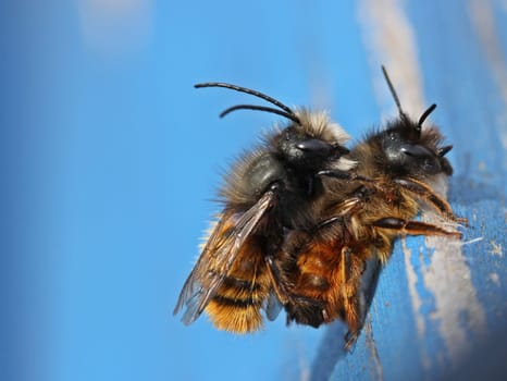 Horned mason bees mating