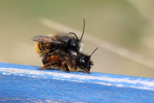 Horned mason bees mating