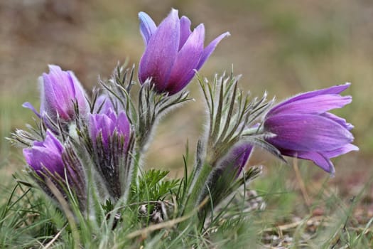 Common pasque flowers in the Kellerwald National Park
