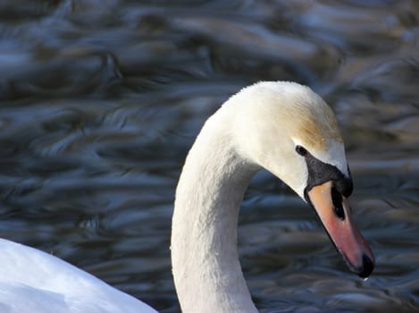Dripping Mute Swan