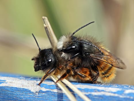 Horned mason bees mating