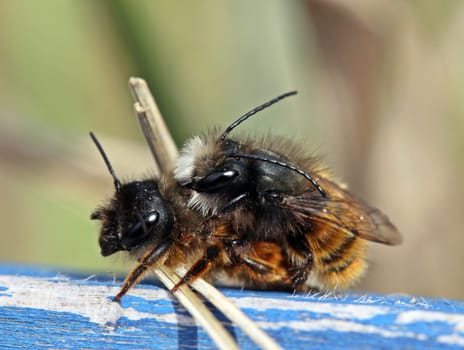 Horned mason bees mating