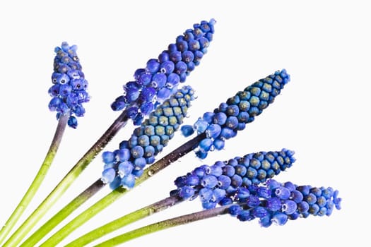 Grape hyacinths