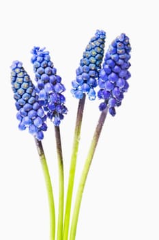 Grape hyacinths