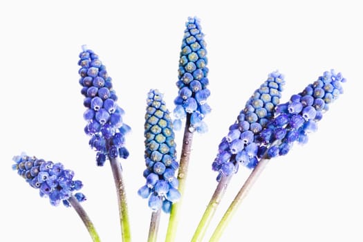 Grape hyacinths