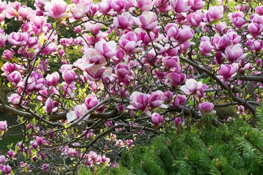 Magnolias,magnificent shrub in a park