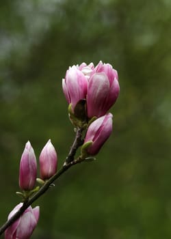 Magnolia flowers
