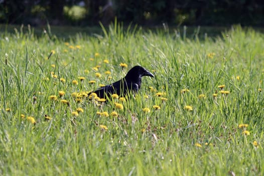 Raven in spring