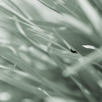 The macro close-up of a small beetle,short-winged bird,between blades of grass.