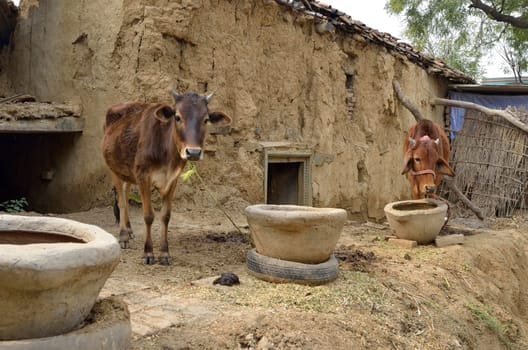farm with cows and manger in India