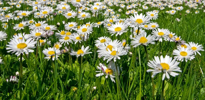 daisy