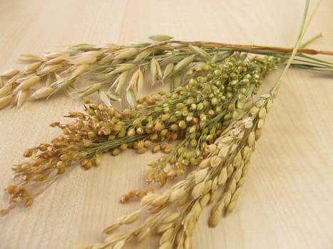 Oat isps,rice panicles and millet isps