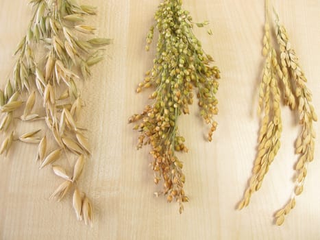 Oat isps,rice panicles and millet isps