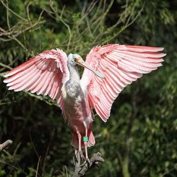 Details of a roseate spoonbill perching in captivity.