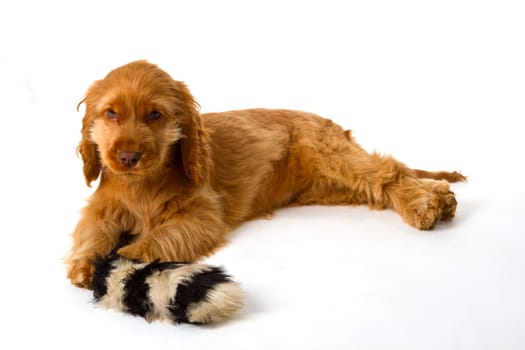 Red cocker spaniel puppy on light background