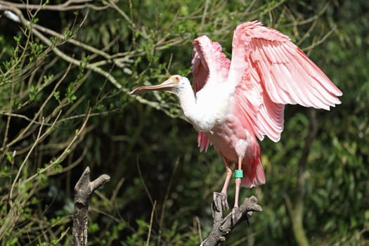 Details of a roseate spoonbill perching in captivity.
