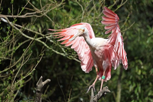 Details of a roseate spoonbill perching in captivity.