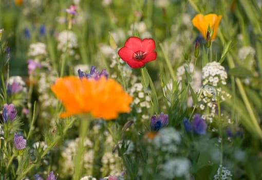 Flower meadow