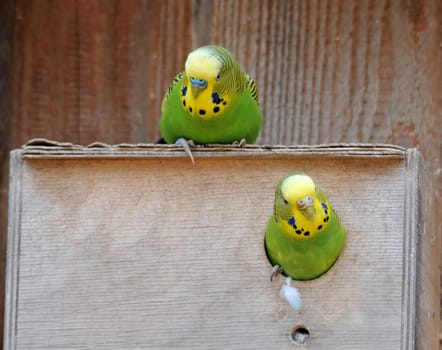 Budgies