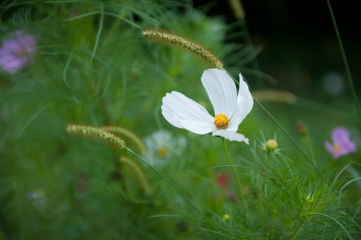 Flower meadow