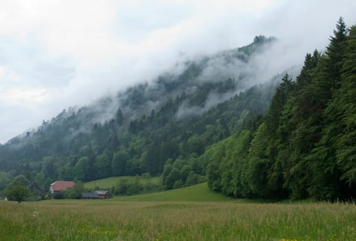 Rainy mood in the Black Forest