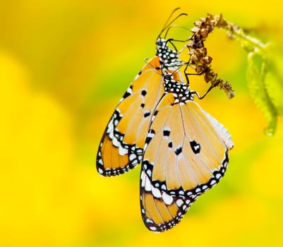 Butterfly yellow