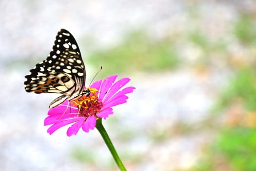 A picture of butterflies and flowers.