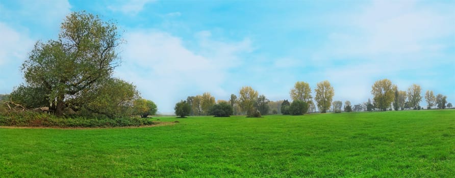 idyllic meadow with trees on a sunny foggy day