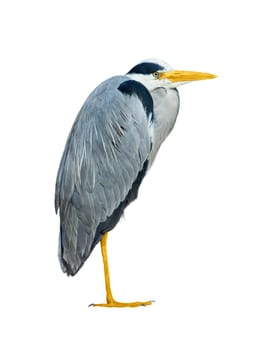 gray heron isolated on white background