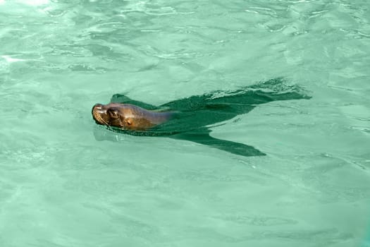 swimming seal in the green clear water
