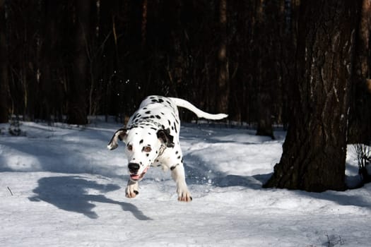 photo of the dalmatian dog jumping