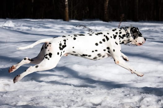 photo of the dalmatian dog jumping