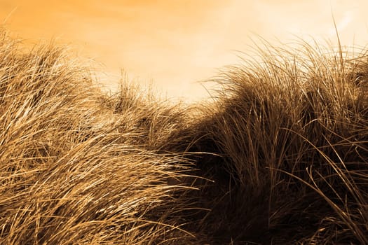 tall grass on sand dunes on the west coast of ireland at sunset