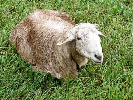 photo of the cute lamb on the grass
