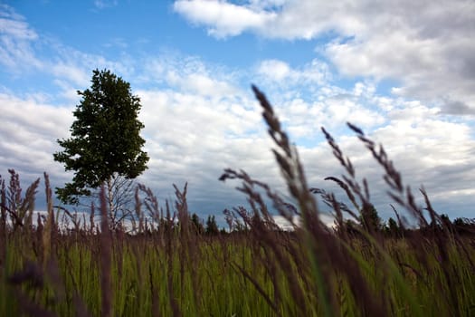 summer landscape with blue cloudy sky and lonely tree in the green field