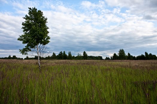 summer landscape with blue cloudy sky and lonely tree in the green field