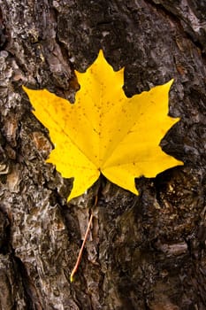 photo of the maple leaf on tree