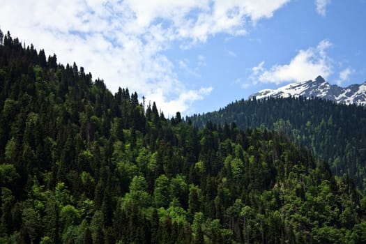 landscape with forest covered mountain in foreground and mountain peak with snow and blue sky in background
