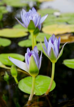 Lotus